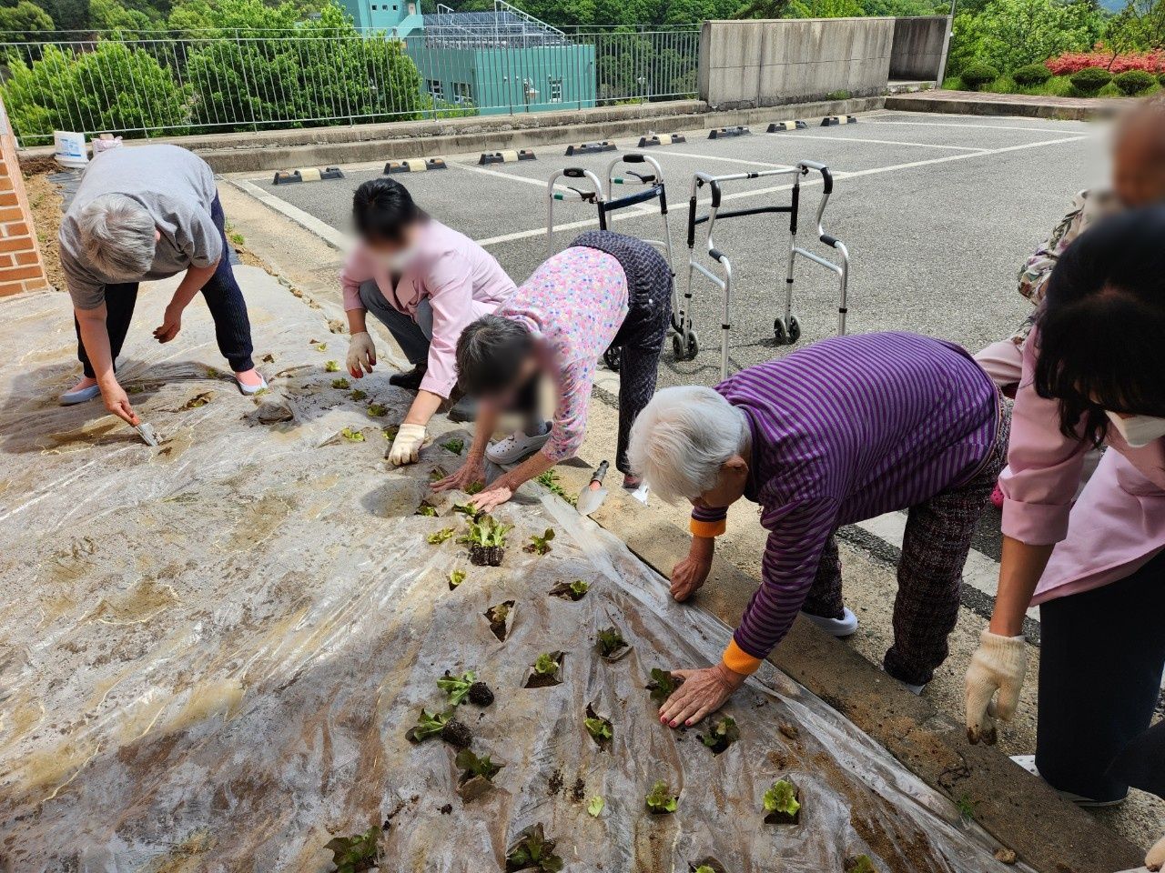 원예활동_상추모종 심기